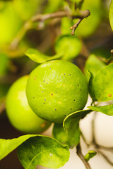 Green Lemon on the lemon tree in the garden