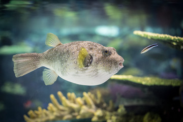 Box Fish © shaunwilkinson