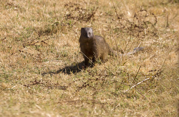   Egyptian mongoose (Spain). Herpestes ichneumon.