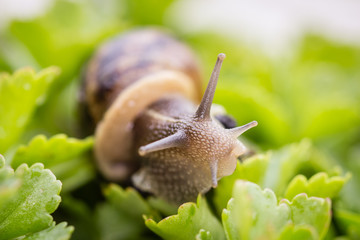 snail in closeup