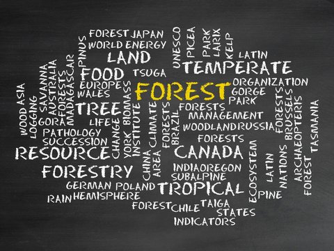 forest