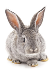 One gray rabbit.