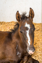 Fototapeta premium Baby Horse in the Stables. Exposure of Portuguese Lusitano Horse