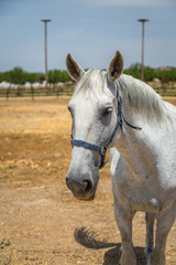 Fototapeta premium Horses in the Countryside. Exposure of Portuguese Lusitano Horse