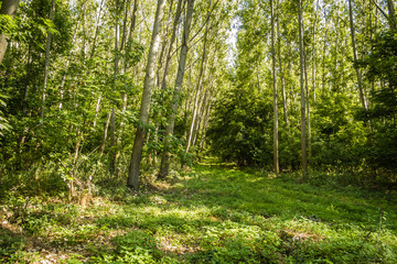 Obraz premium szlak w lesie