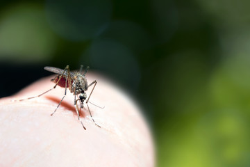 Mosquito drinks blood
The mosquito sits on the surface of the human body and feeds by stabbing the proboscis.Green forest background
