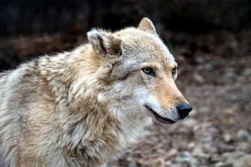 Obraz premium Portrait of a she-wolf