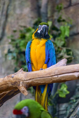 beautiful parrot in zoo