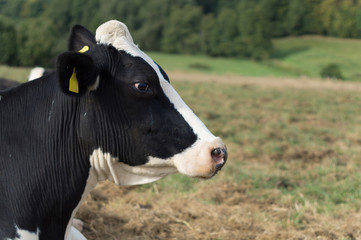 cow head in profile