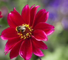 Bee on Flower