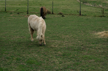 Obraz premium grazing dwarf pony on a meadow