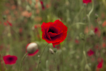 Fototapeta premium Poppy