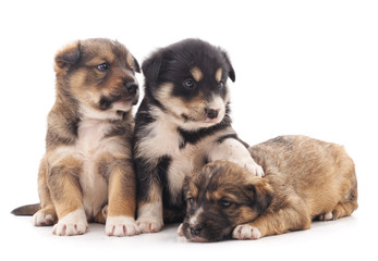 Three puppies.
