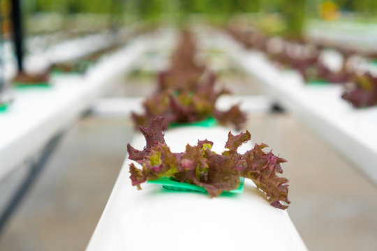 Organic hydroponic vegetable cultivation farm with. Selective focus.