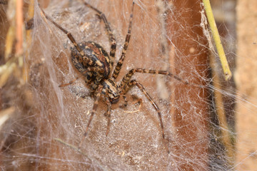 spider spinds his web in the net	