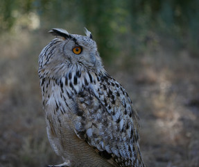 Bubo bubo