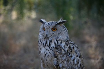 Bubo bubo