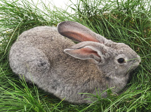Young rabbit and green grass.