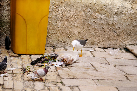 Seagull garbage. The bird - Seagull searching food in plastic bag and bursts garbage, looking for garbage on the city street. Garbage dump seagulls. A hungry gull finds itself with a plastic bag.