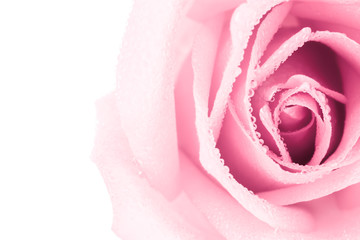 Top view and close-up image of beautiful pink rose flower with droplet. Valentine day, love and wedding concept. Copy space.