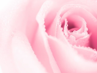Close-up image of beautiful pink rose flower with droplet. Valentine day, love and wedding concept. Selective and soft focus