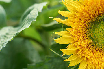 a large yellow sunflower macro photo. Food production, rural life