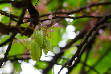 Green star apple fruit on the tree, carambola on the tree.