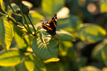 black butterfly on a plant