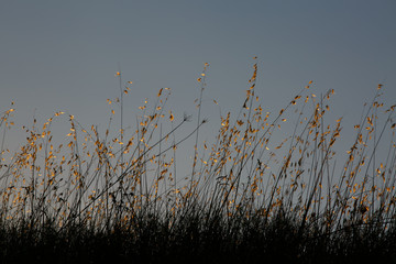 Reflections of dry grass at sunset