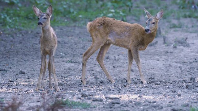 Mother and cub roe deer feeding