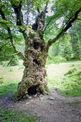  Fairytale tree with a face
