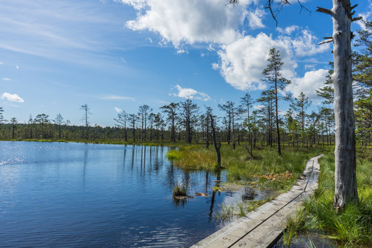 Viru Raba Swamp Lake In Estonia.