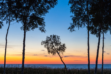 Naklejka premium Inclined ree at sunset