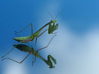 Indische Riesengottesanbeterin (Hierodula membranacea)