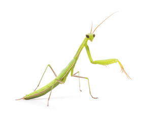 Green mantis.