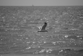Möwe auf der Suche