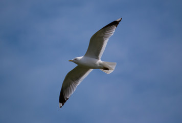 Möwe von unten