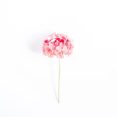 Crédence de cuisine en verre imprimé Hortensia Beautiful pink hydrangea flower isolated on white background. Flat lay, top view. Flower background