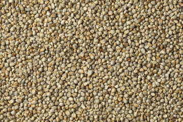  Pearl millet
