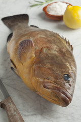 Single dusky grouper