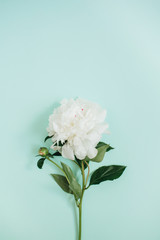 Beautiful white peony flower on blue background. Flat lay, top view.