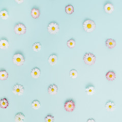 Floral pattern of white and pink chamomile daisy flowers on blue background. Flat lay, top view. Floral background. Pattern of flower buds.