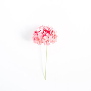 Beautiful pink hydrangea flower isolated on white background. Flat lay, top view. Flower background