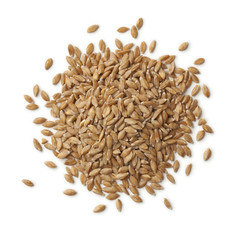 Heap of  Einkorn wheat seeds