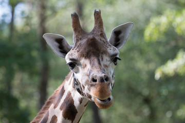 Giraffe #1