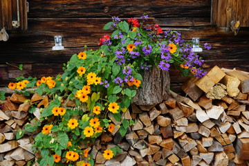 Fototapeta na wymiar Alpenblumen auf Holz