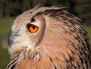 eagle owl