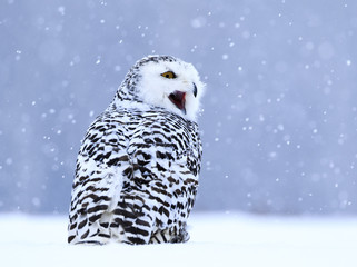 Snowy owl sitting on the snow. Winter scene with snowflakes in wind