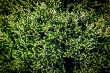 Fototapeta na wymiar Green plant texture