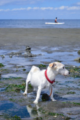浅瀬で水遊びのジャックラッセルテリア